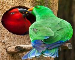 The bird watchers can see birds in five exhibits namely Kubah Barat, Kubah Timur, and others which display birds from the Greater Sunda Islands, the M